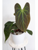 Anthurium Indo Portillae x KOSx x besseae aff
