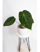 Anthurium magnificum x forgetii DF