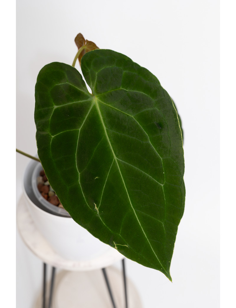 Anthurium magnificum x forgetii DF