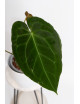 Anthurium magnificum x forgetii DF