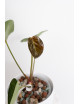 Anthurium magnificum x forgetii DF