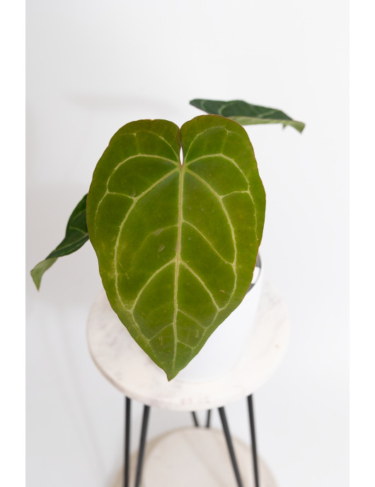 Anthurium (dressleri x crystallinum) x Michelle