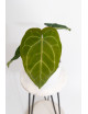 Anthurium (dressleri x crystallinum) x Michelle