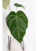 Anthurium (dressleri x crystallinum) x Michelle