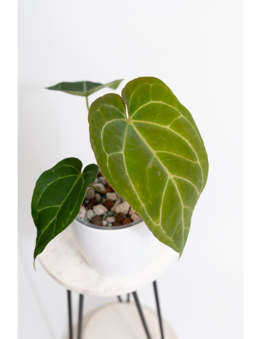 Anthurium (dressleri x...