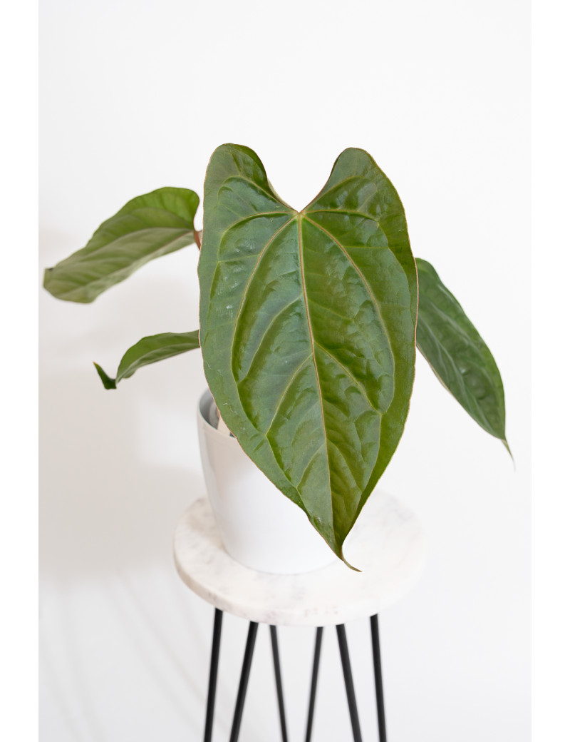 Anthurium crystallinum x nigrolaminum 'Gigi'