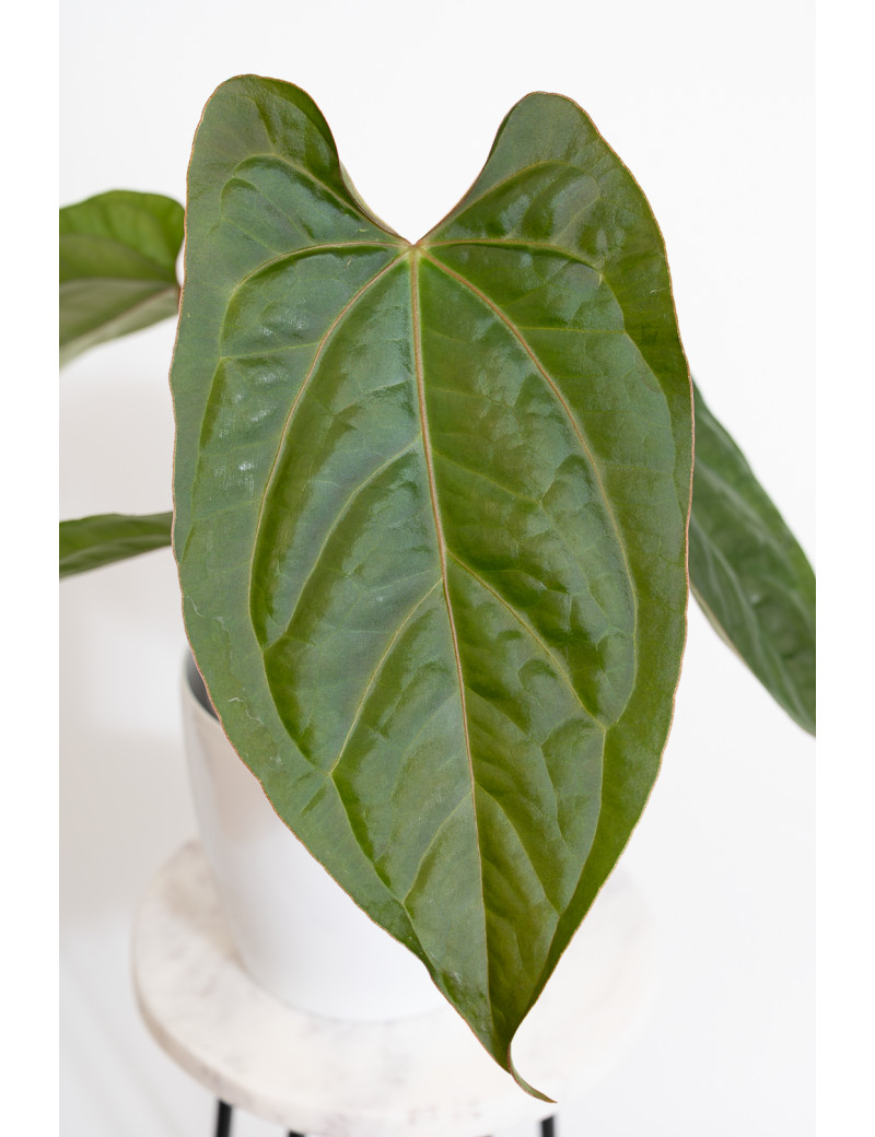 Anthurium crystallinum x nigrolaminum 'Gigi'