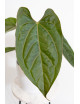 Anthurium crystallinum x nigrolaminum 'Gigi'