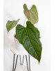 Anthurium crystallinum x nigrolaminum 'Gigi'