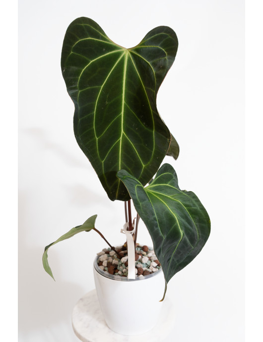 Anthurium (papillilaminum x...