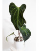 Anthurium (papillilaminum x magnificum) x KOSx x besseae aff