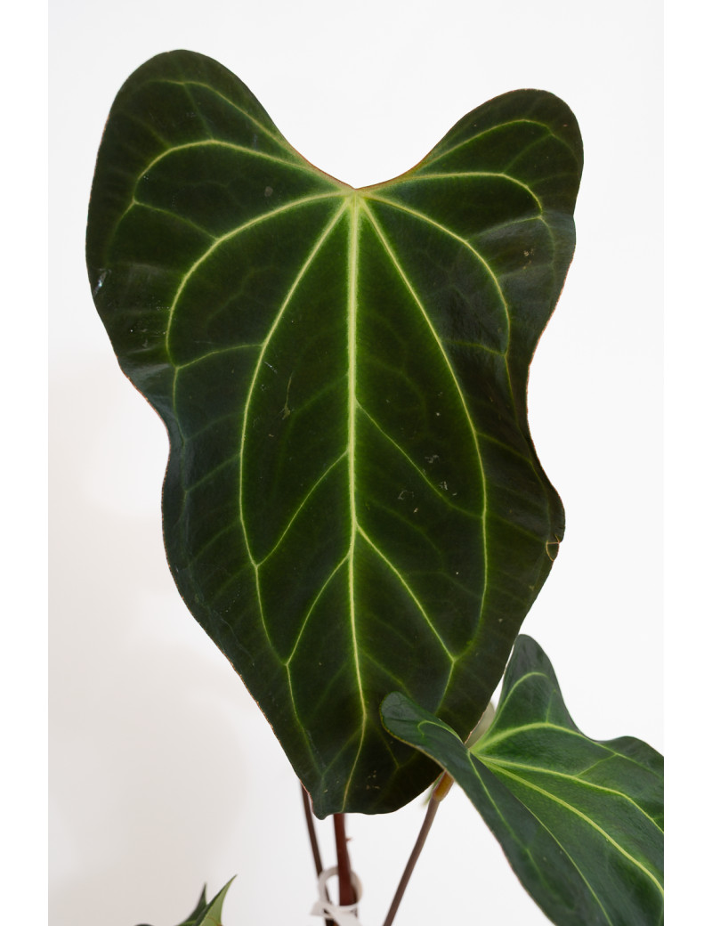 Anthurium (papillilaminum x magnificum) x KOSx x besseae aff