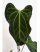 Anthurium (papillilaminum x magnificum) x KOSx x besseae aff