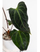 Anthurium (papillilaminum x magnificum) x KOSx x besseae aff