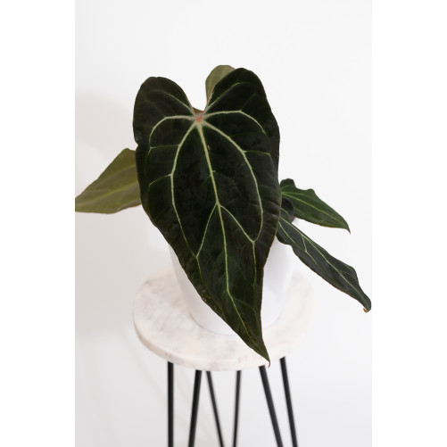 Anthurium (magnificum DF x...