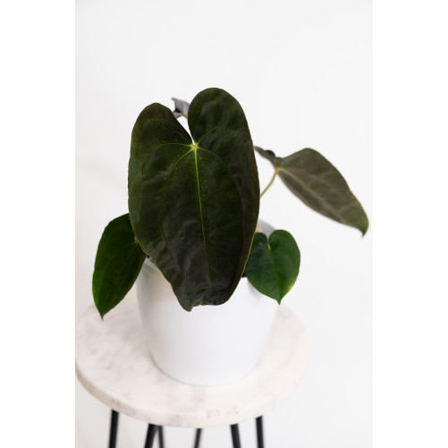 Anthurium papillilaminum