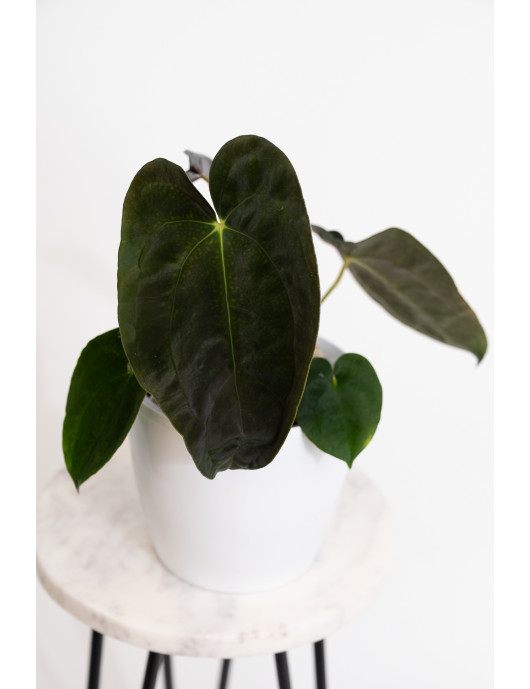 Anthurium papillilaminum