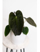 Anthurium papillilaminum