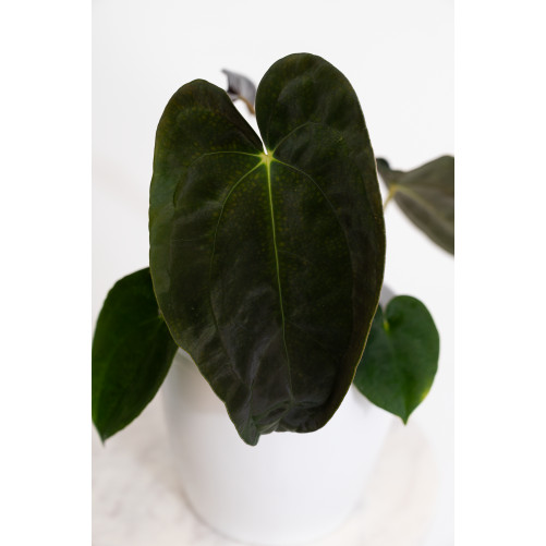 Anthurium papillilaminum