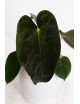 Anthurium papillilaminum