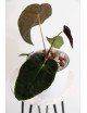 Anthurium papillilaminum