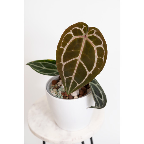 Anthurium Michelle
