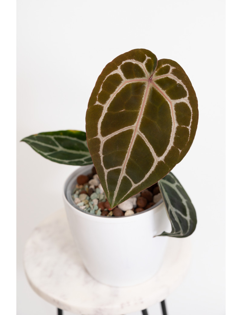 Anthurium Michelle