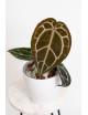 Anthurium Michelle