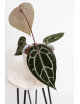 Anthurium Michelle