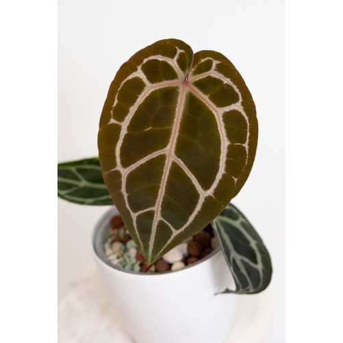 Anthurium Michelle