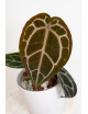 Anthurium Michelle