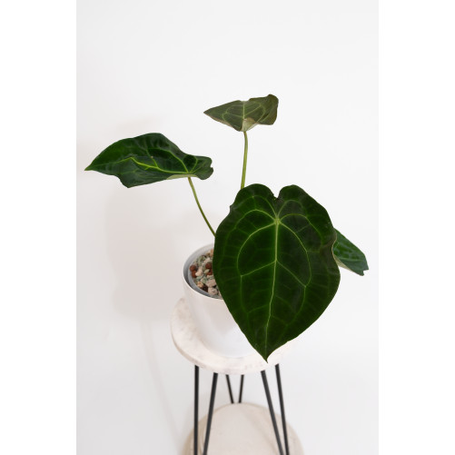 Anthurium (magnificum DF x...