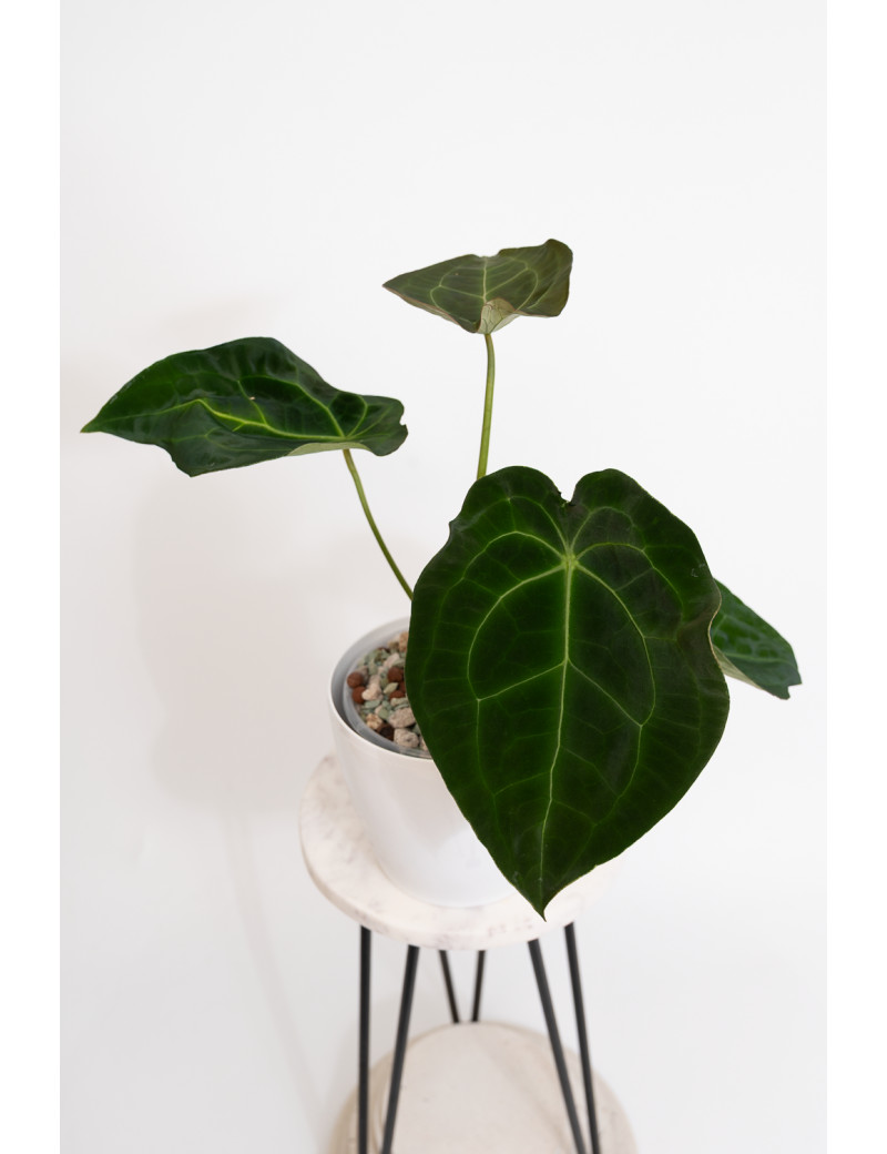Anthurium (magnificum DF x forgetii) x forgetii DF
