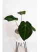 Anthurium (magnificum DF x forgetii) x forgetii DF