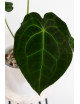 Anthurium (magnificum DF x forgetii) x forgetii DF