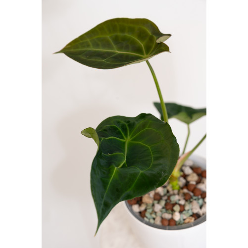 Anthurium (magnificum DF x forgetii) x forgetii DF