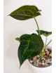 Anthurium (magnificum DF x forgetii) x forgetii DF