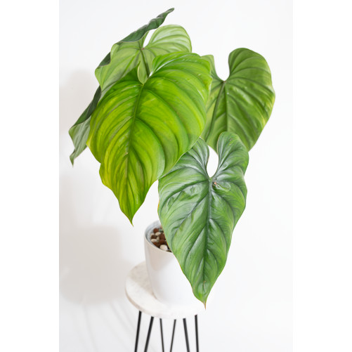 Philodendron sp. Colombia