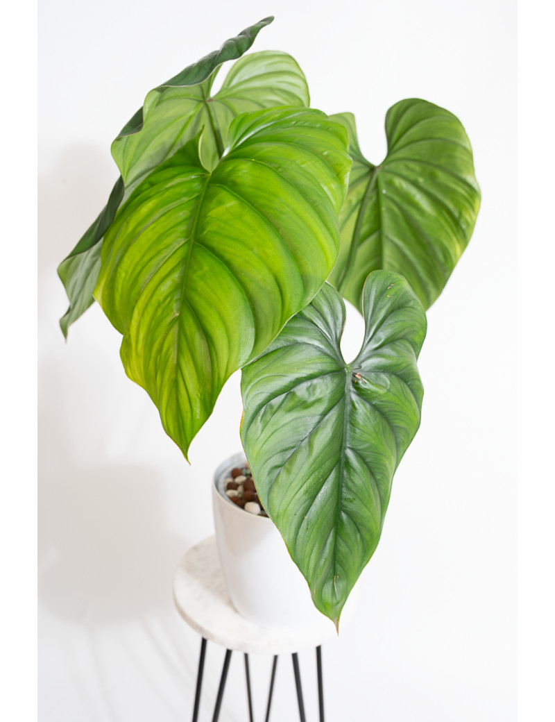 Philodendron sp. Colombia