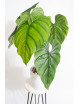 Philodendron sp. Colombia