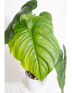 Philodendron sp. Colombia