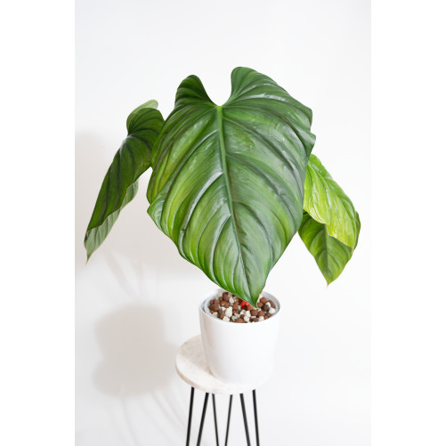 Philodendron sp. Colombia