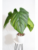 Philodendron sp. Colombia