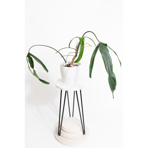 Philodendron paloraense