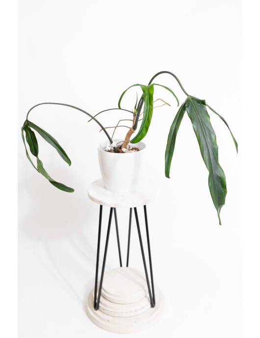 Philodendron paloraense