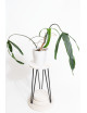 Philodendron paloraense