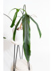 Philodendron paloraense