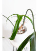 Philodendron paloraense