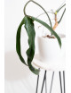 Philodendron paloraense