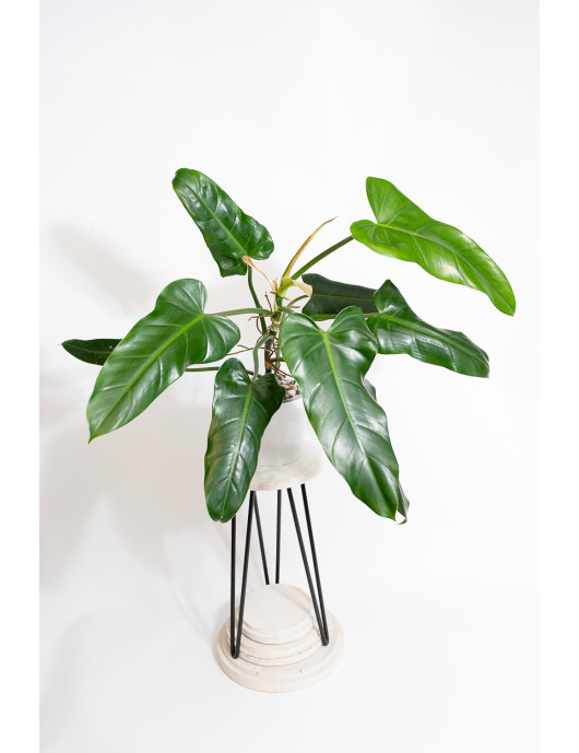 Philodendron whipple way...